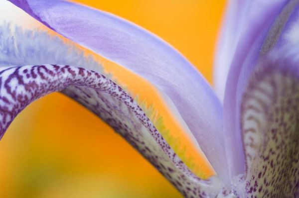 USA, Pennsylvania Detail of iris flower pattern